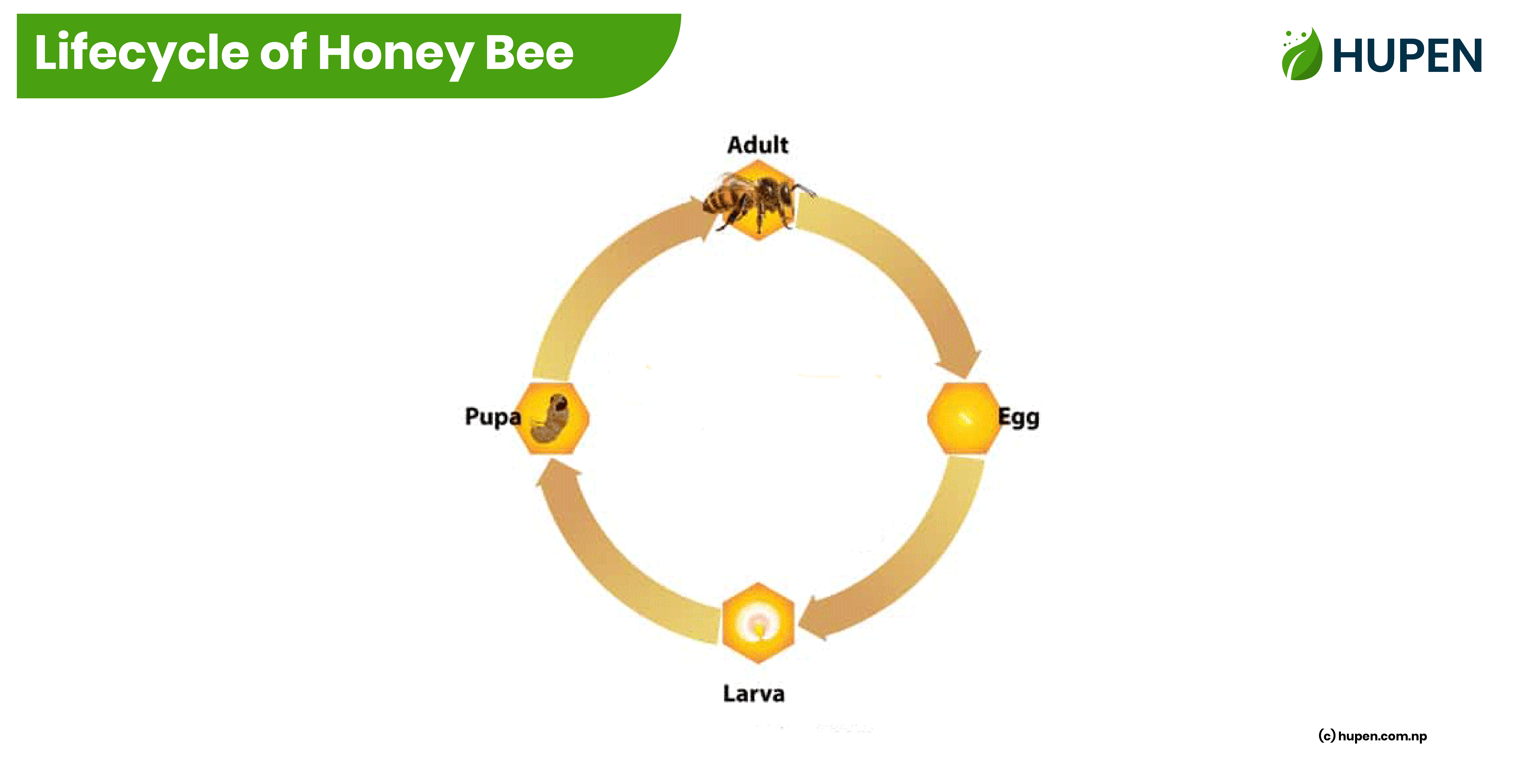 Lifecycle of Honey Bee